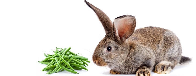 Posso dar da mangiare al mio coniglio fagiolini?
