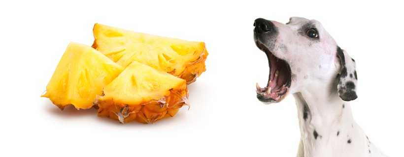 I cani possono mangiare ananas? L'ananas fa bene o male ai cani?