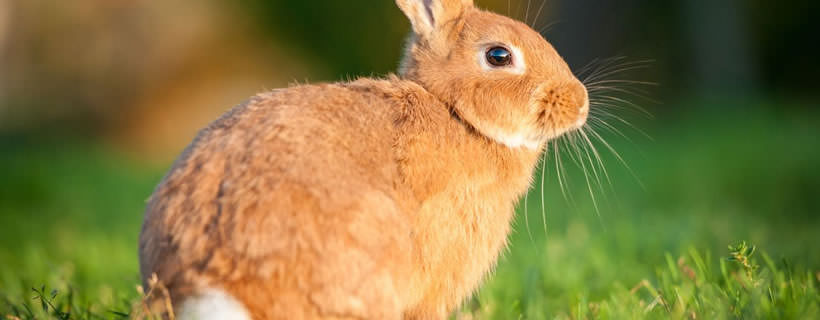 Principi fondamentali sui Conigli: 10 fatti che tutti dovrebbero conoscere