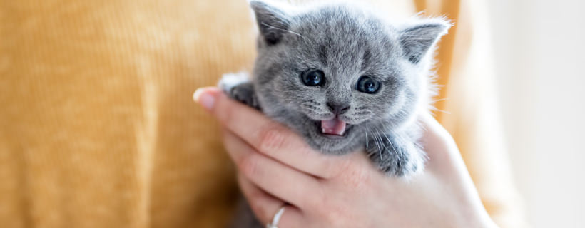 Come scegliere un gatto sano