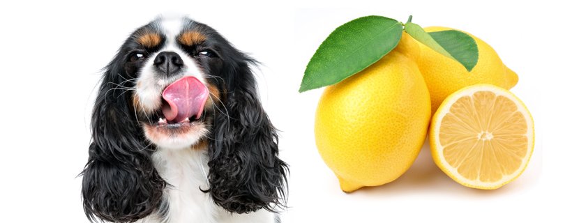 I cani possono mangiare il limone o &egrave; meglio evitare perch&eacute; potrebbero star male? [Cerchiamo di scoprirlo]