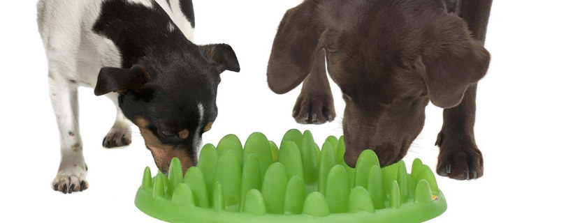 Le ciotole per cani pensate per rallentare l'assunzione di cibo e la masticazione: quando possono servire?