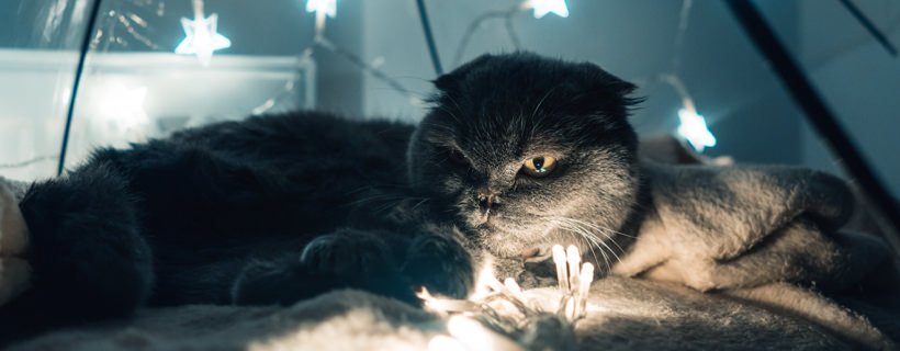 I gatti possono davvero vedere al buio?