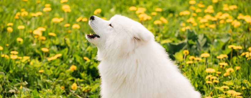 I cani e il linguaggio del ringhio: interpretare il significato