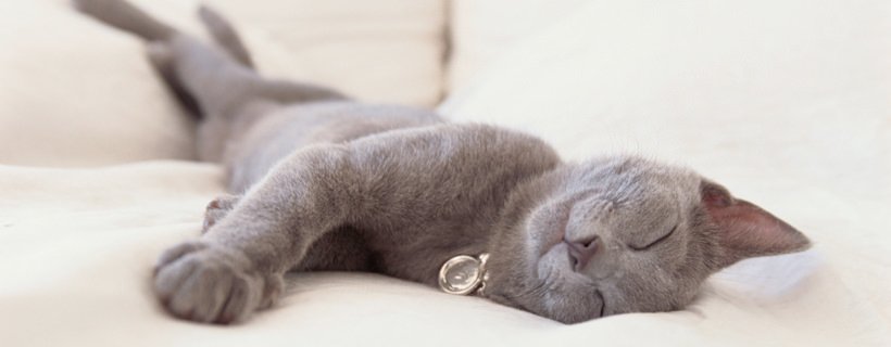 Il sonno del gatto: tutto quello che c'è da sapere