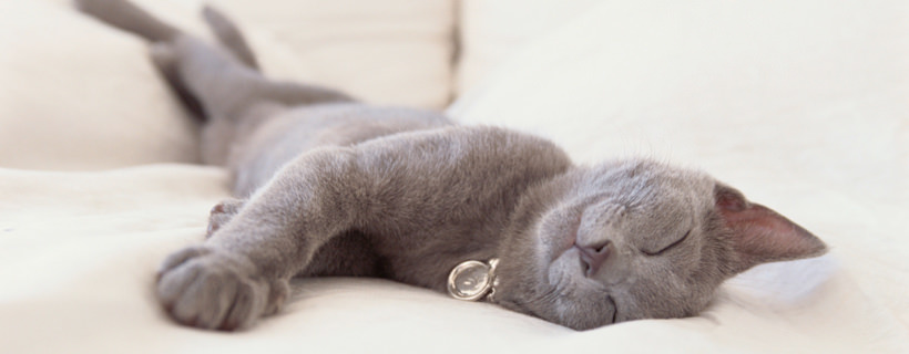 Il sonno del gatto: tutto quello che c'&egrave; da sapere