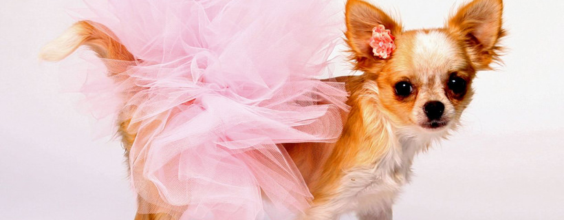 Cagnolina in calore: comportamenti e consigli utili