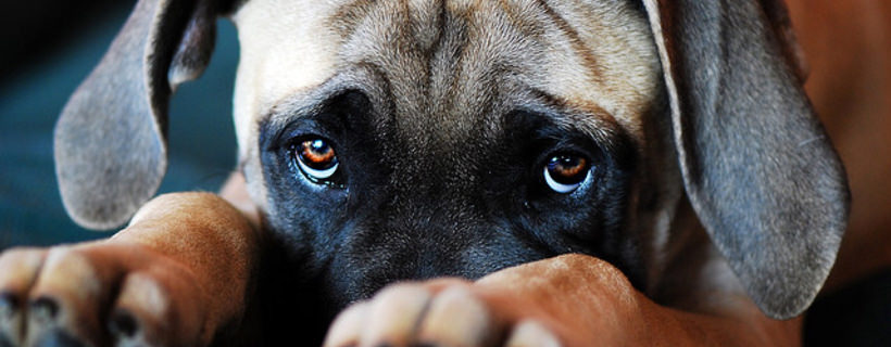 Coprofagia: perch&eacute; i cani mangiano gli escrementi?