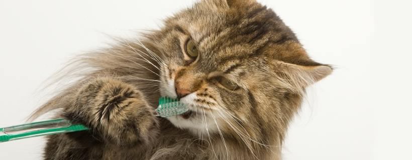 La cura dei denti del gatto