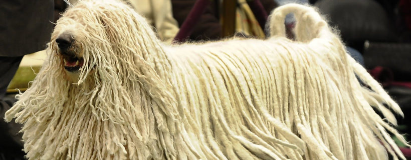 Razze di cane con i rasta!