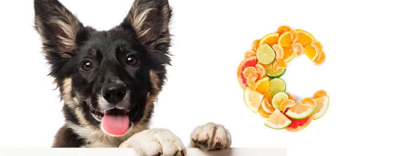 Vitamina C per cani: ecco perch&eacute; &egrave; essenziale secondo la scienza