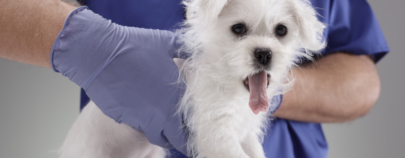 La pancreatite nei cani: sintomi, prevenzione e trattamento