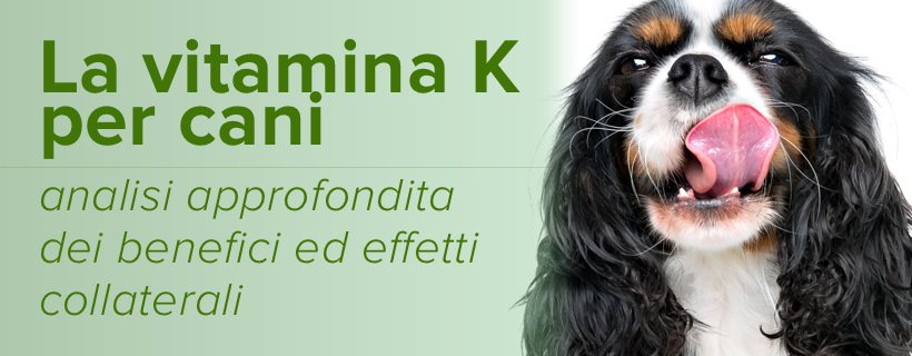 La vitamina K per cani: analisi approfondita dei benefici ed effetti collaterali