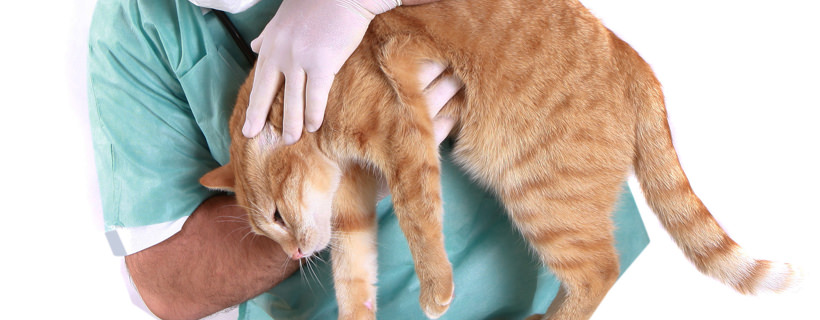 Leptospirosi nei gatti: cause, sintomi e cura