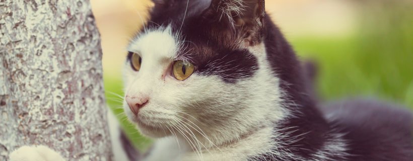 Leishmaniosi nei gatti: cause, sintomi e trattamento