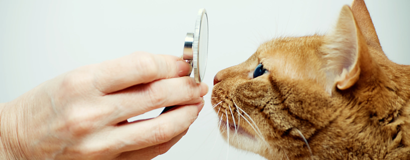 Blefarite nei gatti: cause, sintomi e trattamento