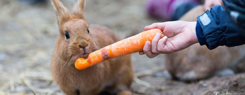 Il tuo coniglio ha una dieta salutare e bilanciata?
