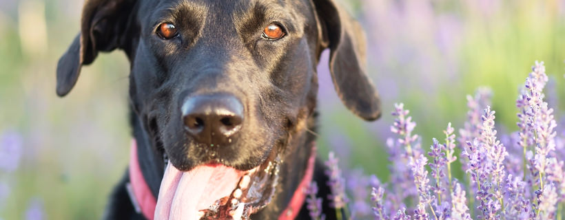 Olio di lavanda per i cani: elenco benefici e dosaggio