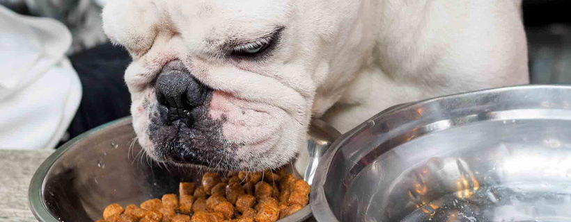 Cambiare l'alimentazione del cane: quando, perché e come gestirla