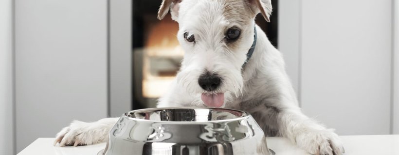 Consigli (importanti) per la dieta del proprio cane