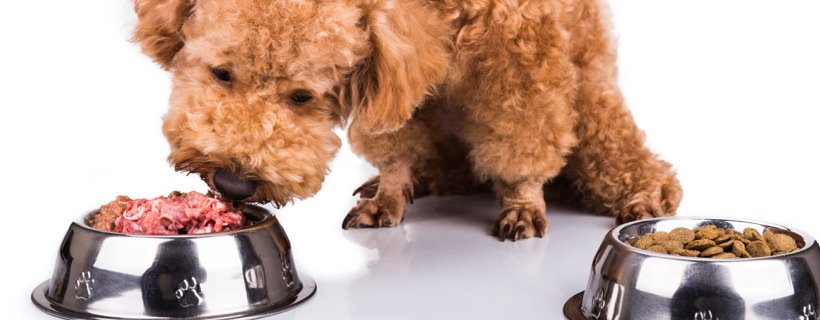 Perch&eacute; gli alimenti crudi per cani contengono in genere pi&ugrave; grassi rispetto a quanto indicato sull'etichetta della confezione