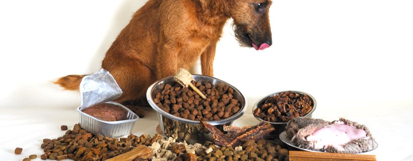 Quali caratteristiche dovrebbe avere l’alimento ideale per un cane?