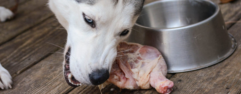 Perché il vostro cane ha bisogno di più carne (e di meno carboidrati)