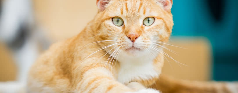 Le 10 Malattie dei Gatti più Diffuse