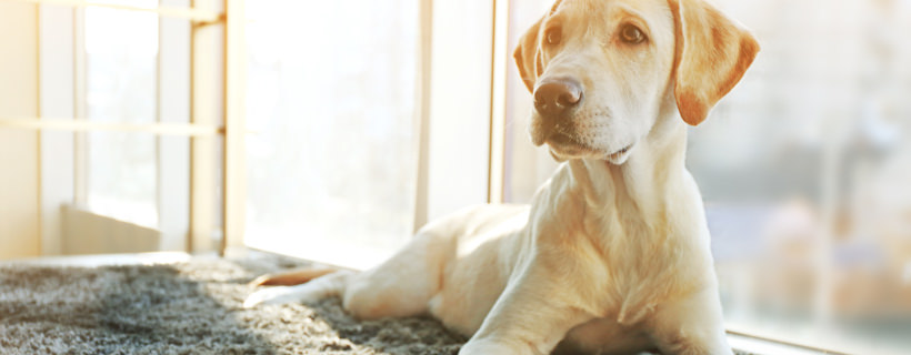 Pulizie domestiche: come organizzarle quando in casa ci sono degli animali