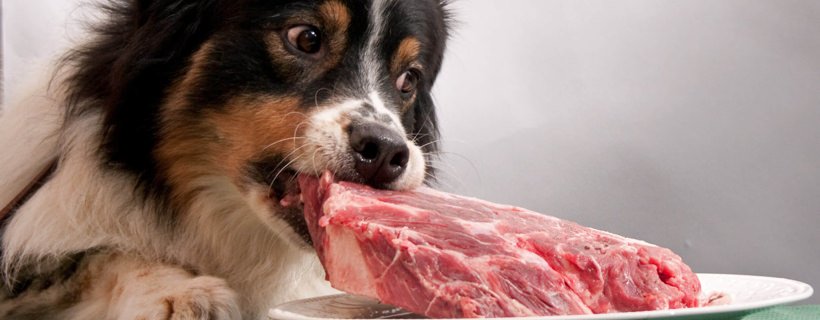 Cosa mangiano i cani? Brevi linee guida sulla nutrizione canina