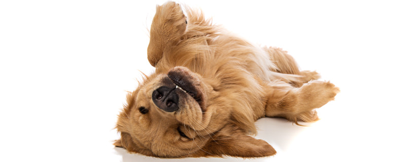 Atrofia muscolare nei cani: cause dimostrate, prevenzione e trattamenti