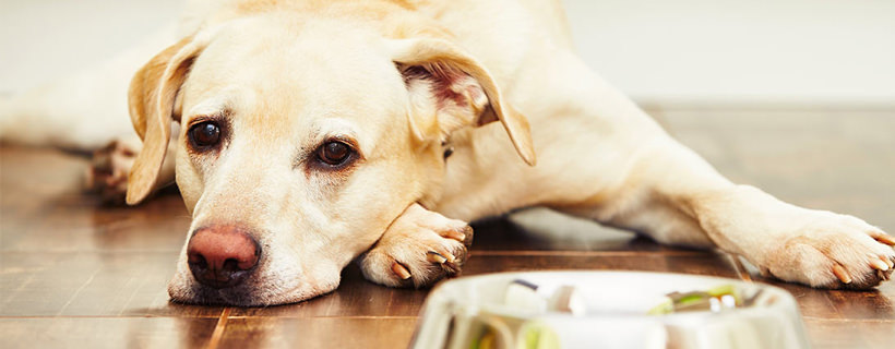 11 problemi digestivi nei cani: come prevenirli e curarli