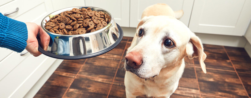 5 ragioni per cui la dieta senza cereali pu&ograve; NON essere adatta al tuo cane