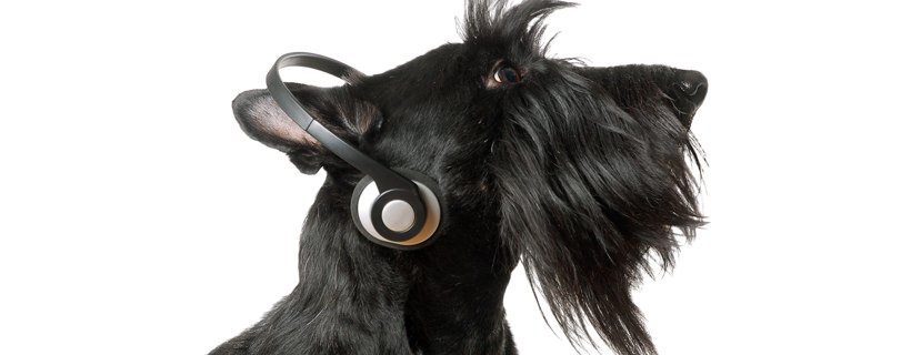 Ai cani piace la musica? Gli scienziati dicono di sì, ecco la musica da ascoltare