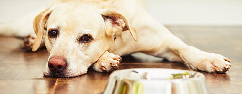 9 suggerimenti per nutrire cani con stomaco sensibile