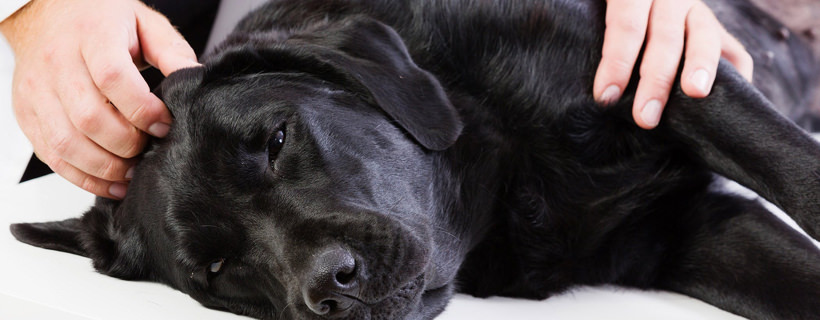 Gli spasmi muscolari nel cane: cosa hai bisogno di sapere (e fare)