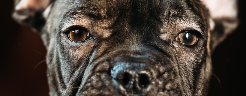 I 9 problemi pi&ugrave; comuni agli occhi dei cani (come prevenirli e trattarli)