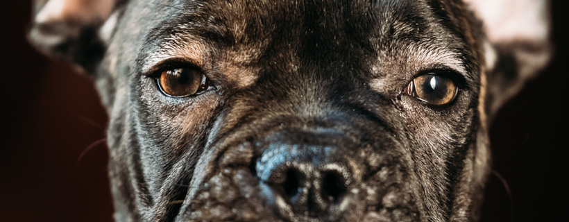 I 9 problemi più comuni agli occhi dei cani (come prevenirli e trattarli)