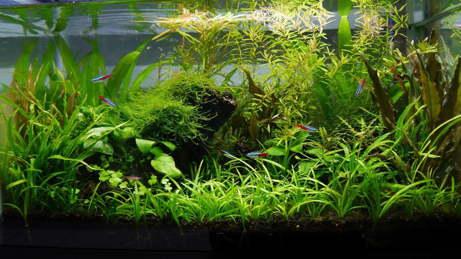 piante vere vive pianta per acquario acqua dolce tropicale muschio di  singapore