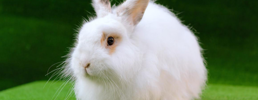 Storia delle razze di coniglio d'Angora da tutto il mondo dall'antichità sino ad oggi con immagini e descrizioni delle razze Angora