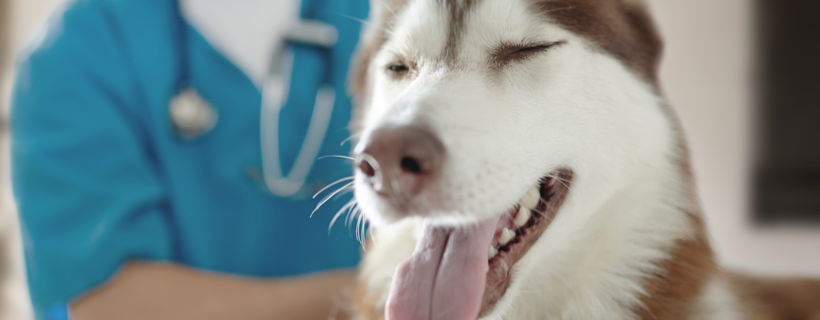 10 consigli per prevenire e curare le malattie dentali nei cani