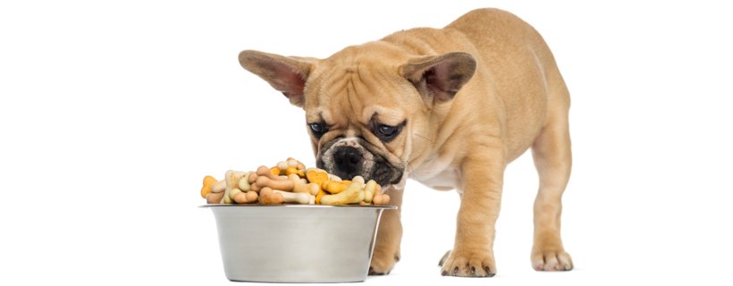 I cuccioli possono mangiare cibo per cani adulti? Nutrizione per cuccioli vs adulti e cosa bisogna sapere!