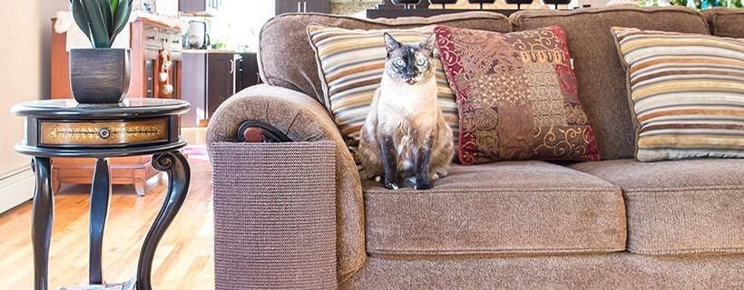 Insegna al tuo gatto a smettere di graffiare il divano in 7 giorni (o meno)