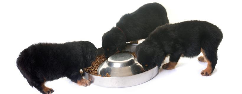 Le 5 sostanze nutritive pi&ugrave; importanti per i cuccioli (secondo la scienza)