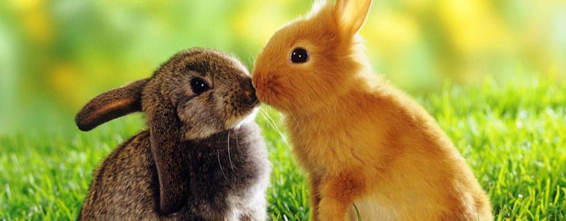 Sai riconoscere se il tuo coniglio femmina &egrave; in calore?