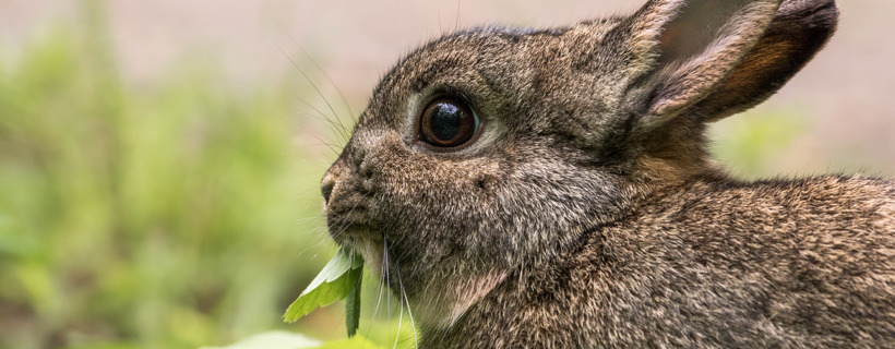Come nutrire il coniglio per farlo vivere a lungo
