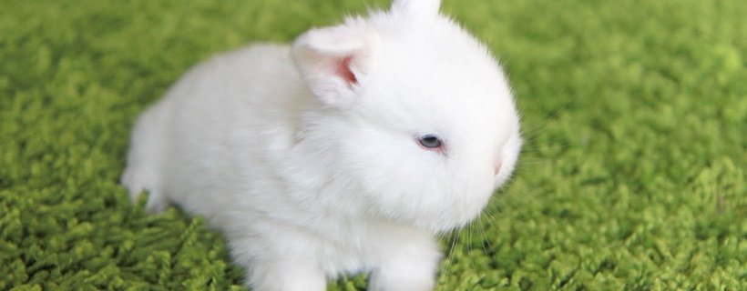 Come accudire e allevare un cucciolo di coniglio