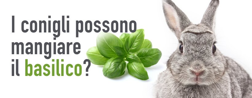 I conigli possono mangiare il basilico?