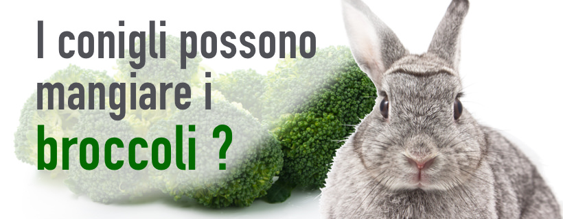 I conigli possono mangiare i broccoli?