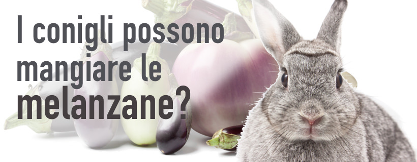 I conigli possono mangiare le melanzane?